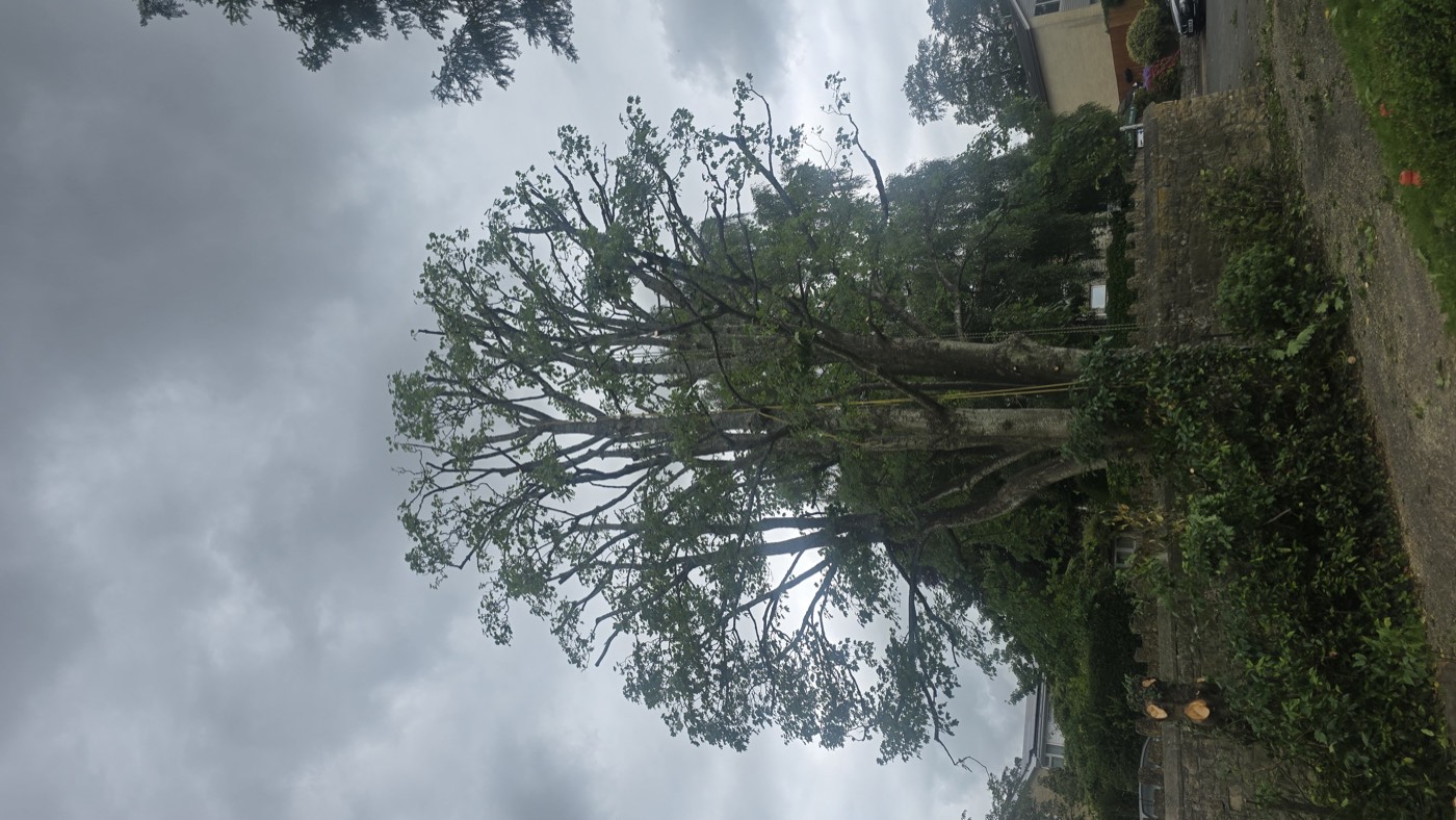 Mature trees, Somerset
