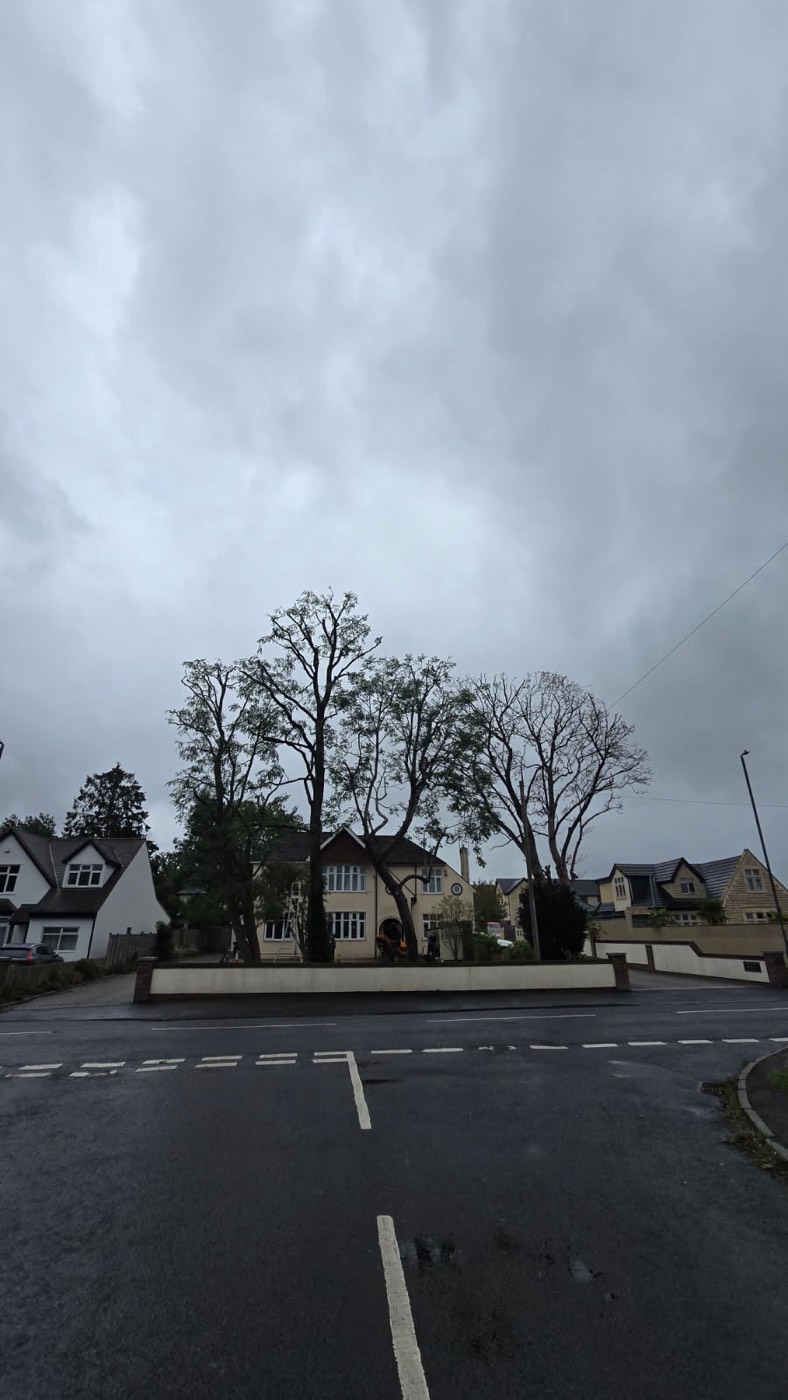 Roadside ash and lime work, Somerset