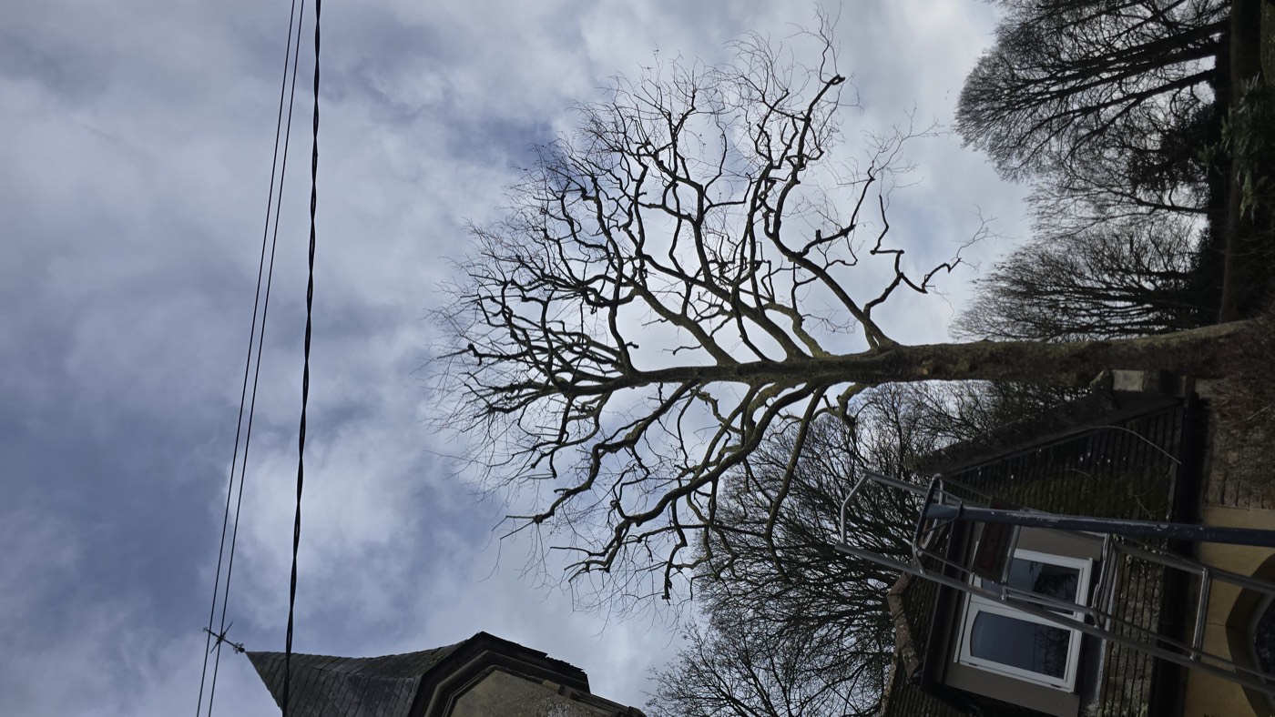 Winter crown work